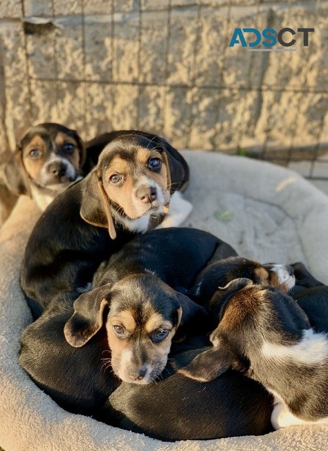 Cute Beagle Pups  for  sale