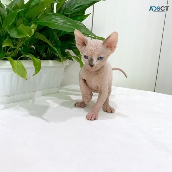 Cute Sphynx kitten for sale 