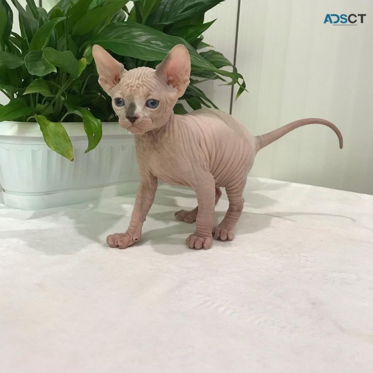 Cute Sphynx kitten for sale 