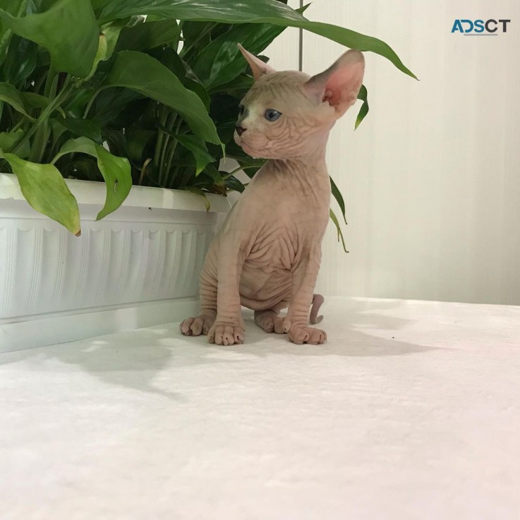 Cute Sphynx kitten for sale 