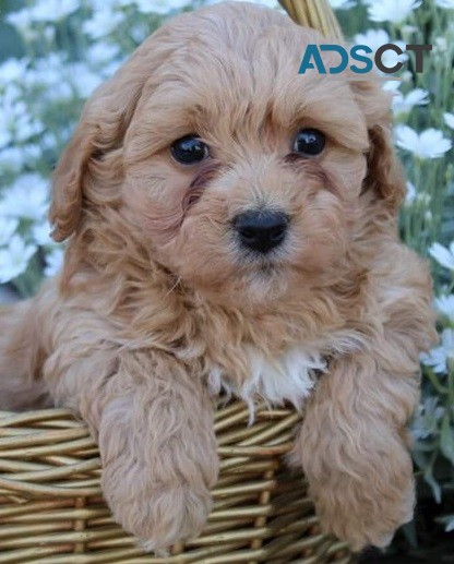  Cavachon puppies for sale