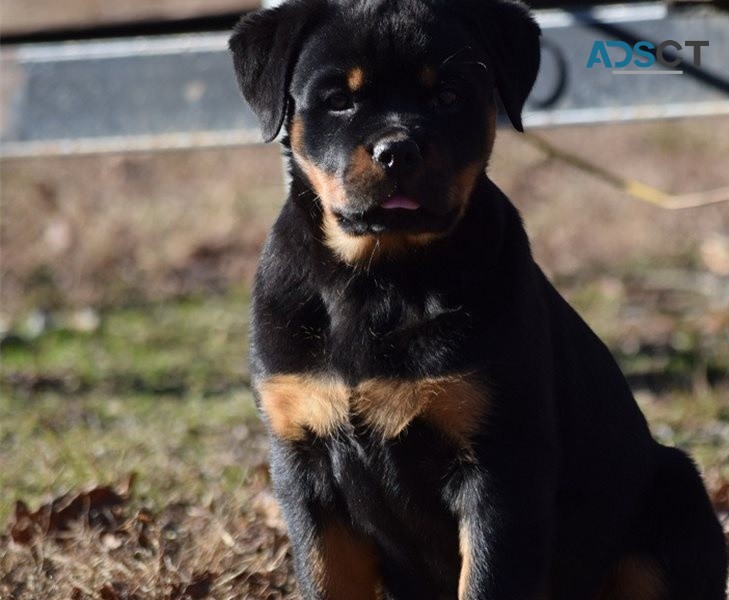 Rottweiler puppies for sale