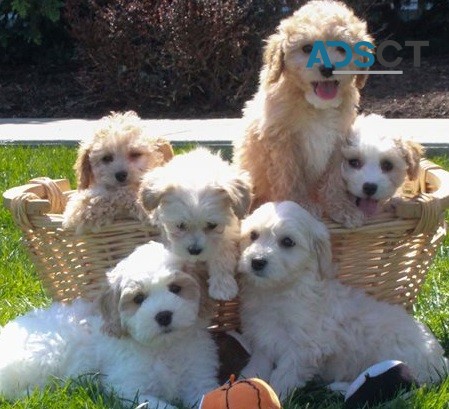  Cavachon puppies for sale