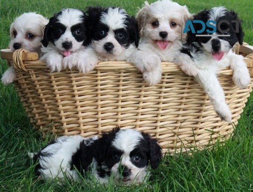 Cavachon puppies for sale