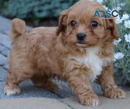  Cavachon puppies for sale