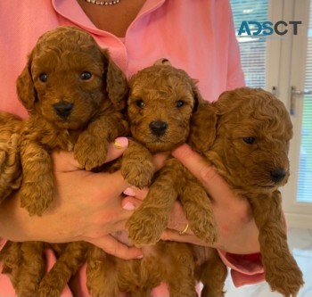 Beautiful Red Toy Poodle 