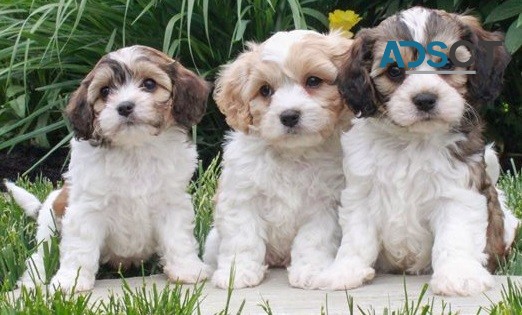 Cavachon puppies for sale