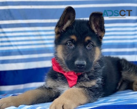 German Shepherd puppies for sale