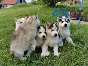 Siberian Husky Puppys