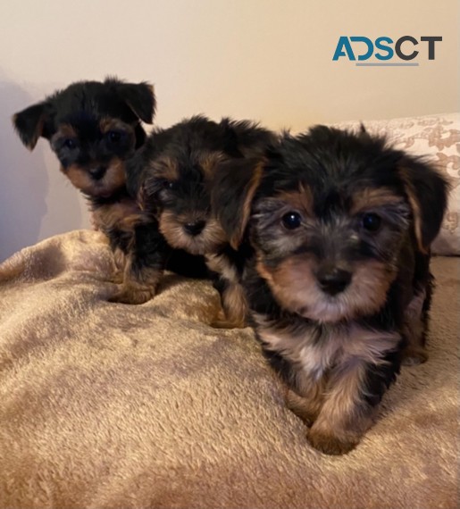 Beautiful Yorkshire Terriers Available