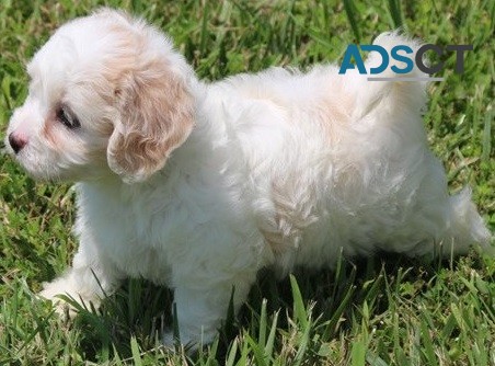 Cavachon puppies for sale