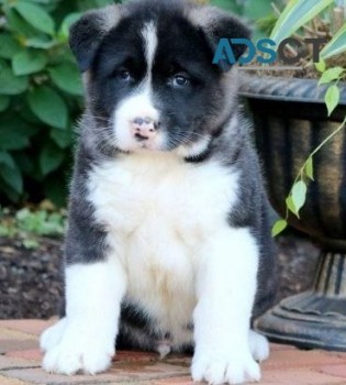  Akita puppies for sale