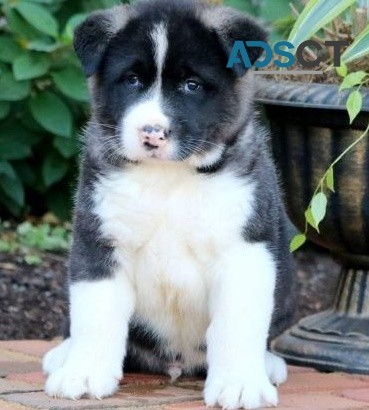  Akita puppies for sale