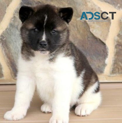 Akita puppies for sale