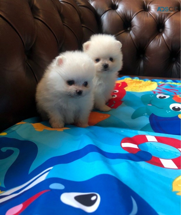 Pomeranians Puppies