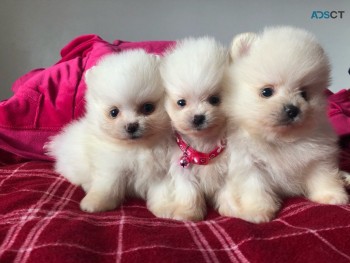 Pomeranians Puppies