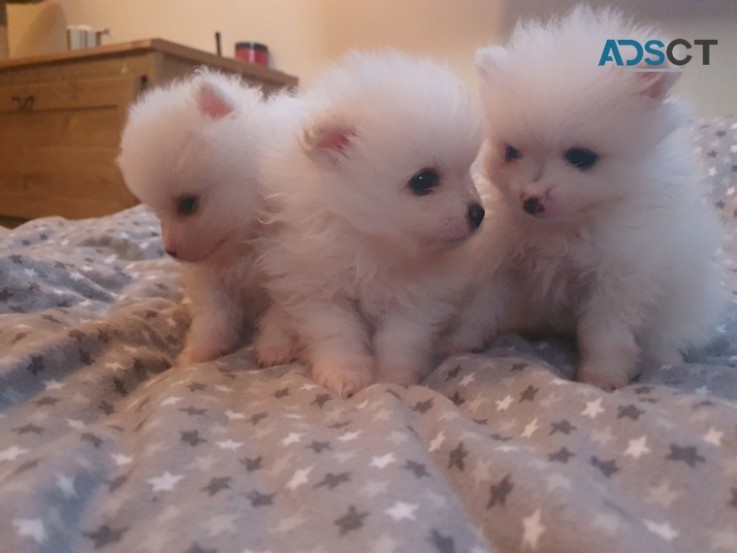 Pomeranians Puppies