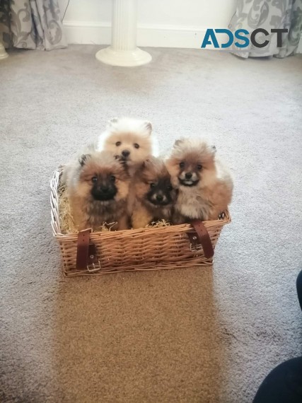 Pomeranians Puppies