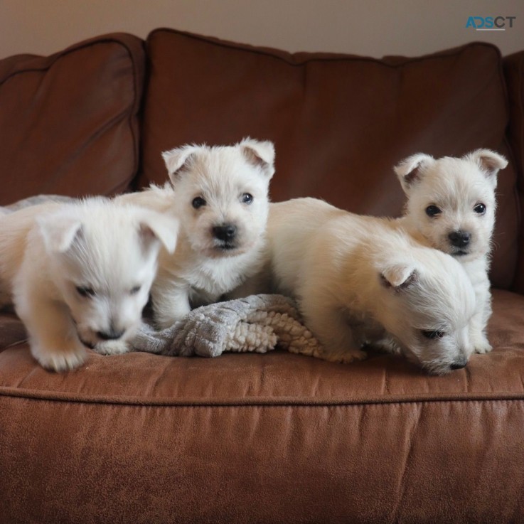 West Highland White Terrier Puppies for 