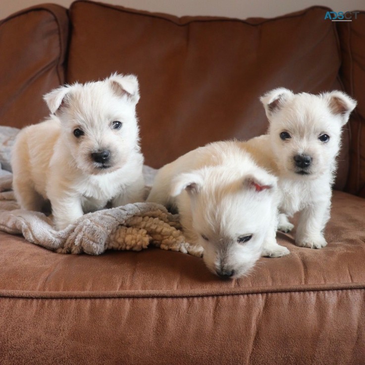 West Highland White Terrier Puppies for 