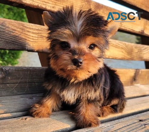  Yorkie puppies for sale