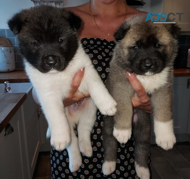  Akita Puppies