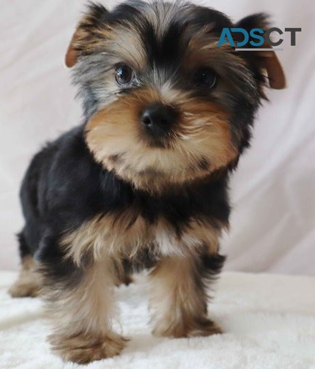  Yorkie puppies for sale