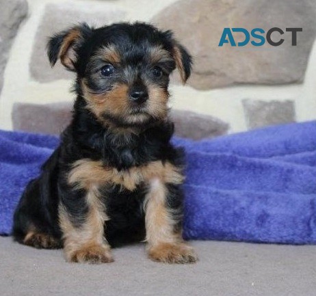  Yorkie puppies for sale