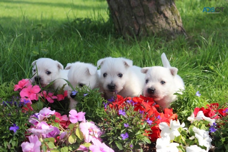 West Highland Terrier Puppies for sale 