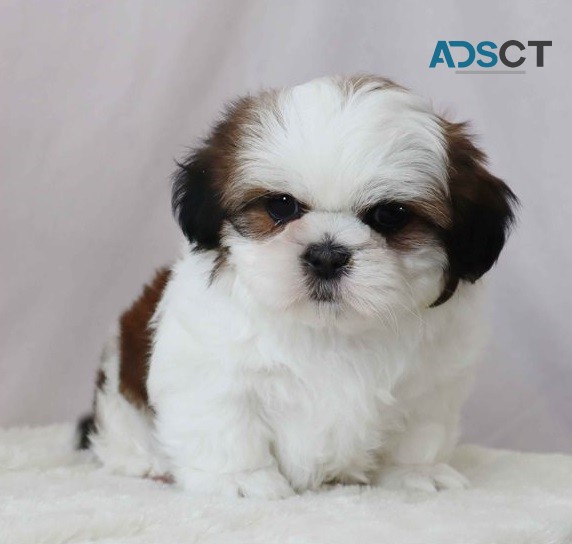 Cute Shih Tzu pupies for sale