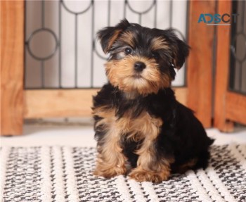 Yorkie puppies for sale