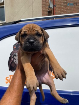 Cane Corso Puppies for sale 