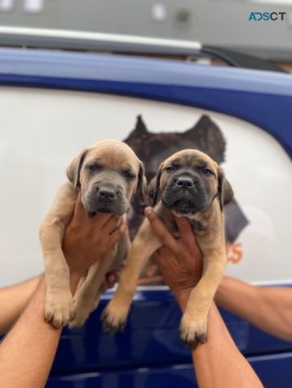 Cane Corso Puppies for sale 