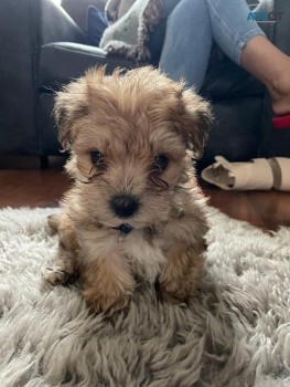 Lovely Yorkshire Terrier puppy for sale 