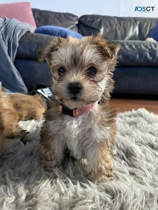 Lovely Yorkshire Terrier puppy for sale 