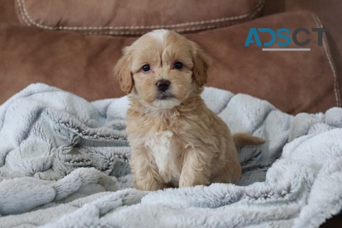 Maltipoo puppies for sale