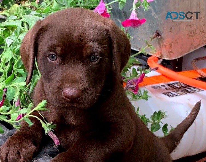 Labrador Retriever pups for sale