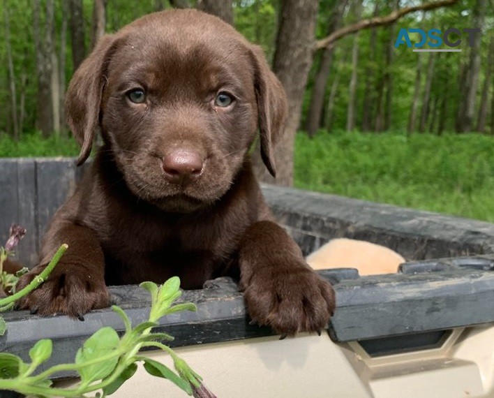 Labrador Retriever pups for sale