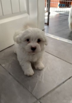 Registered Maltipoo for sale 