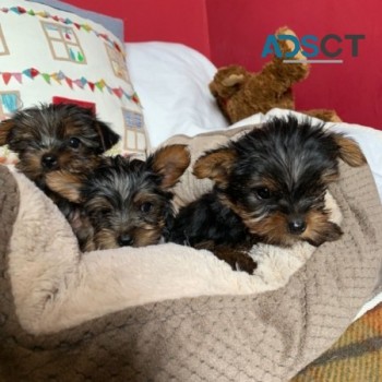 Beautiful Yorkshire Terriers Available