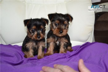 Beautiful Yorkshire Terriers Available