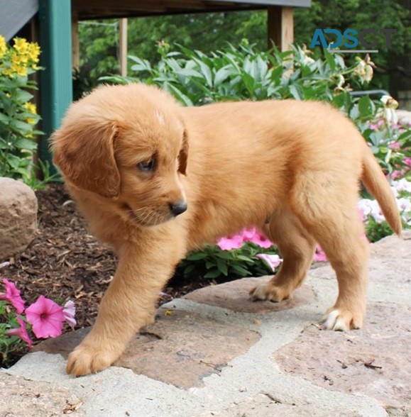 Golden Retriever Puppies For Sale