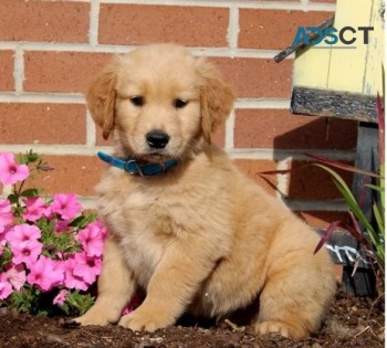 Golden Retriever puppies for sale