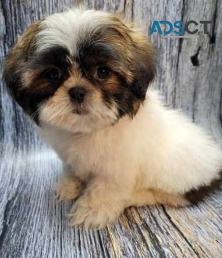 Shih Tzu puppies for sale