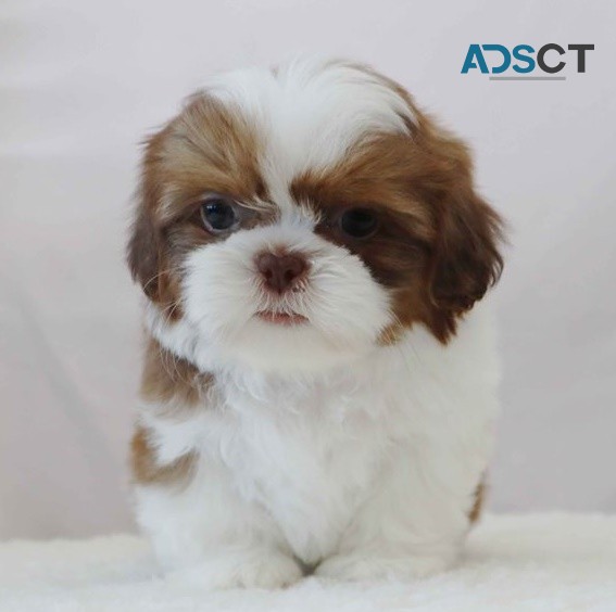 Shih Tzu puppies for sale