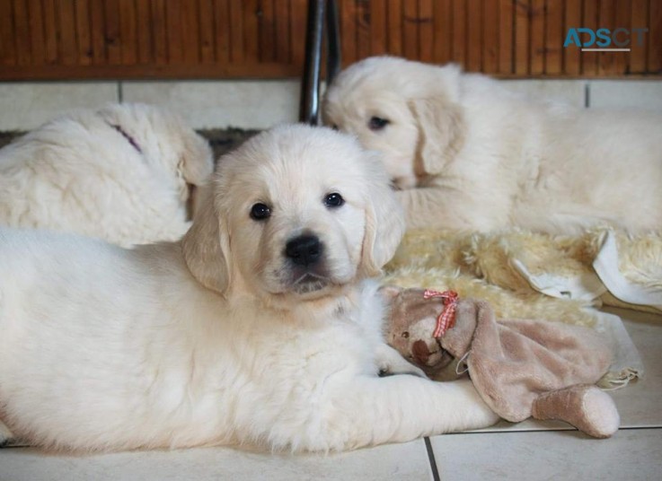 golden retriever puppies available 