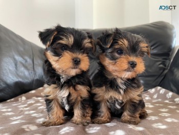 Super Teacup Yorkie Puppies for sale 