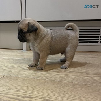 Precious male and Female Pug puppies for