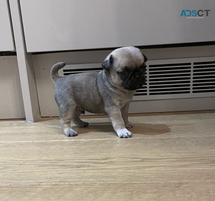 Precious male and Female Pug puppies for