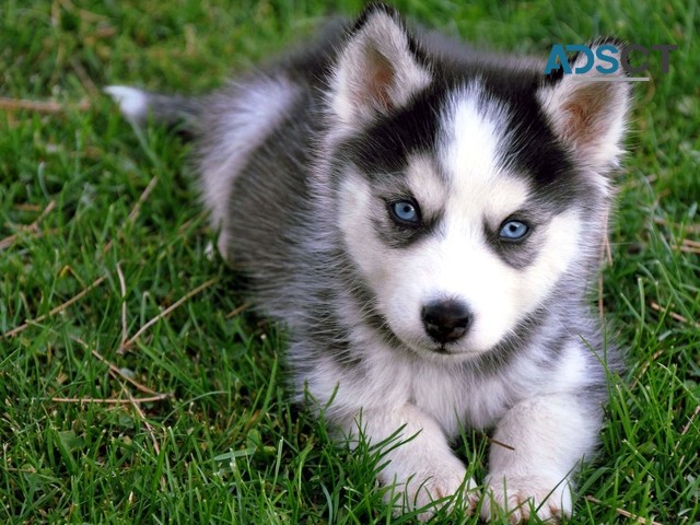 lovely siberian husky puppies